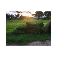 Sod | Swards with Types and Names