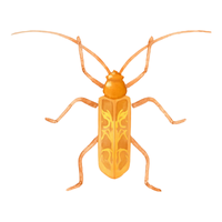 Soldier beetle | Crawling Insects Names