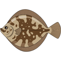 Sole | Fish with Names and Types