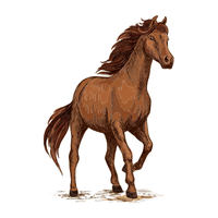 Sorraia | Horses with Names and Types