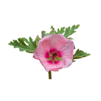 Sphaeralcea | Desert Flowers with Names and Types