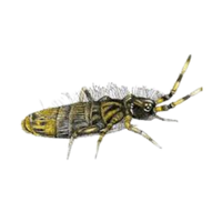 Springtail | Crawling Insects Names
