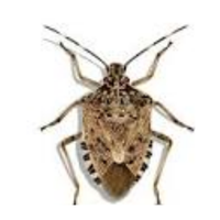 Stink bug | Crawling Insects Names