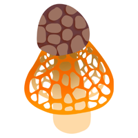 Stinkhorn | Mushrooms with Names and Types