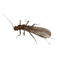 Stonefly nymph | Crawling Insects Names