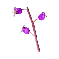 Streptanthus | Desert Flowers with Names and Types