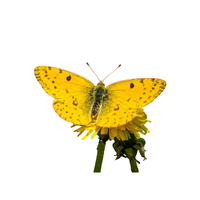 Sulphur | Butterflies with Names and Types