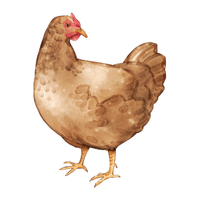 Sumatra | Chickens with Names and Types