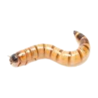 Superworm | Crawling Insects Names