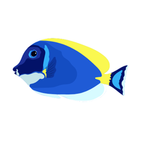 Surgeon | Fish with Names and Types