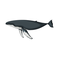 Tail | Fish with Names and Types