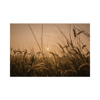 Tallgrass | Swards with Types and Names