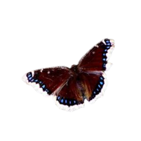 Temperate | Butterflies with Names and Types