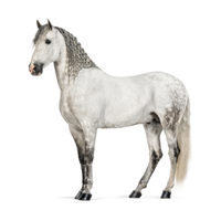 Tennessee | Horses with Names and Types