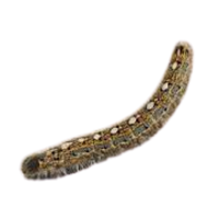 Tent caterpillar