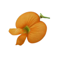 Tephrosia | Desert Flowers with Names and Types