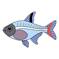 Tetra | Fish with Names and Types
