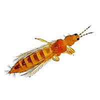 Thrip | Crawling Insects Names