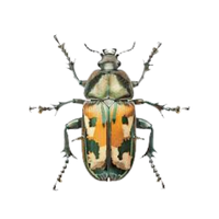 Wasp larva | Crawling Insects Names