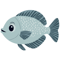 Tilapia | Fish with Names and Types