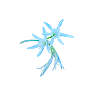 Tiquilia | Desert Flowers with Names and Types