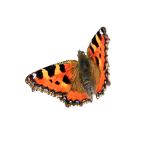 Tortoiseshell | Butterflies with Names and Types