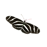 Tropical | Butterflies with Names and Types