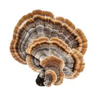 Turkey Tail | Mushrooms with Names and Types