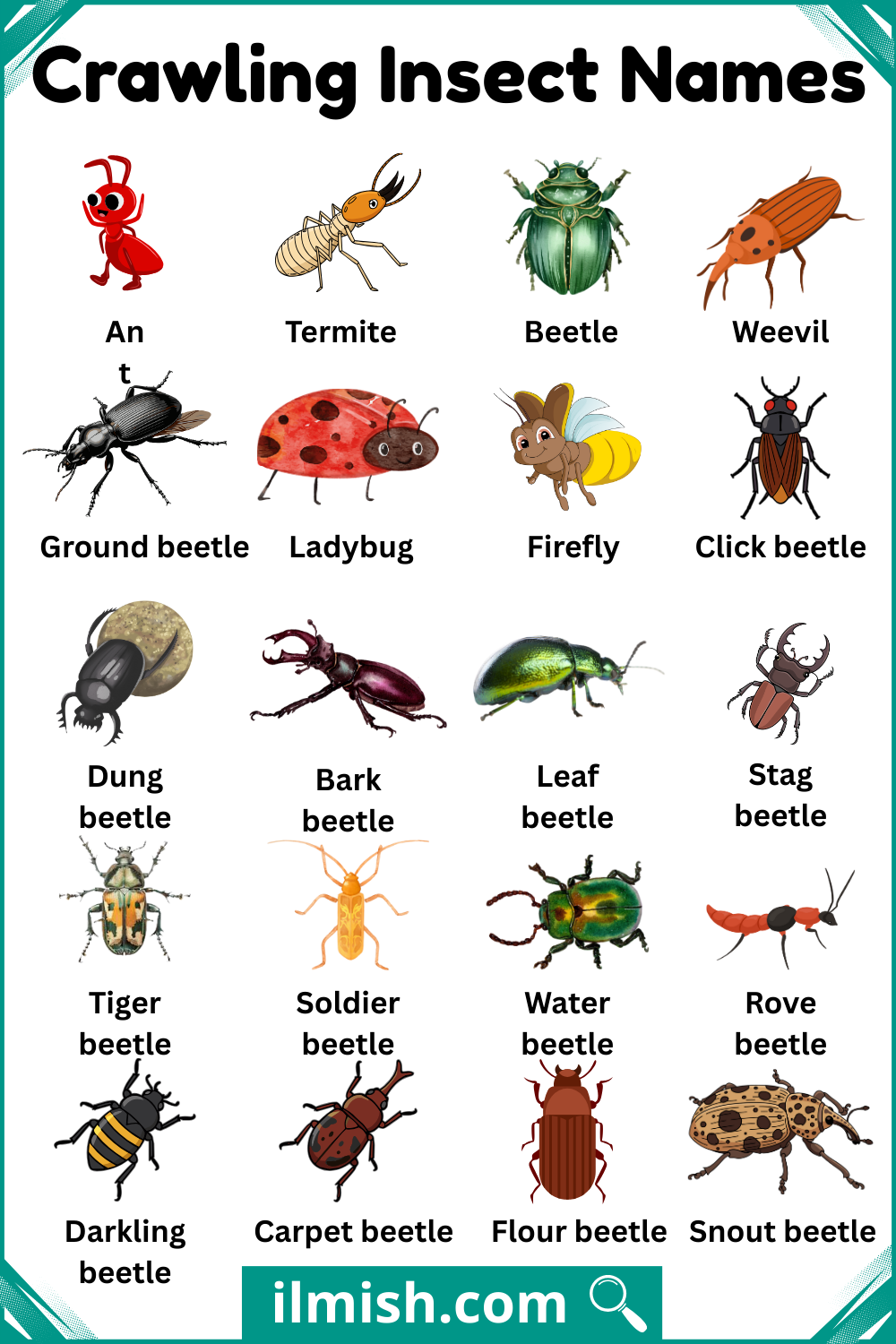 Types of Crawling Insects Names with Pictures