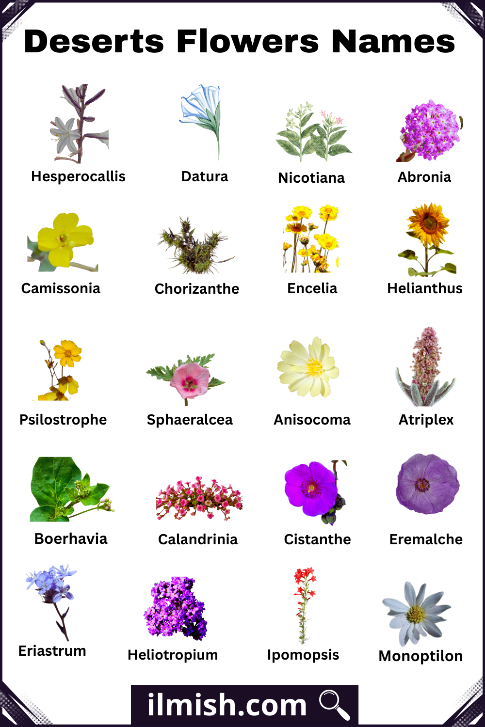 Learn Types of Deserts Flowers with Names and Pictures