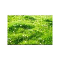 Unimprovedpasture | Swards with Types and Names