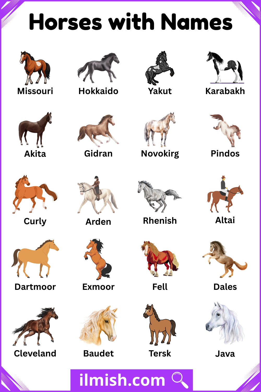 Unique Types of Horses and Names with Pictures