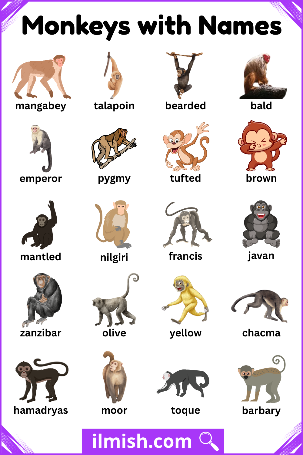 Unique Types of Monkeys and Names with Pictures