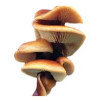 Velvet Shank | Mushrooms with Names and Types