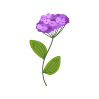 Verbena | Desert Flowers with Names and Types
