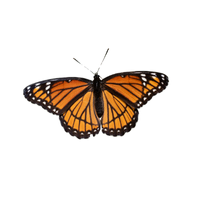 Viceroy | Butterflies with Names and Types