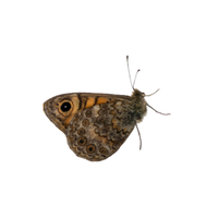 Wall Brown | Butterflies with Names and Types