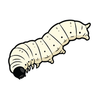 Wasp larva