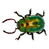 Water beetle | Crawling Insects Names