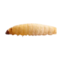Waxworm | Crawling Insects Names