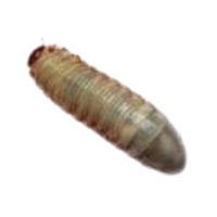 Weevil larva | Crawling Insects Names