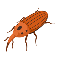 Weevil | Crawling Insects Names