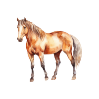 Welsh | Horses with Names and Types