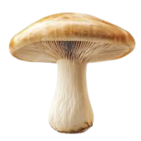 Wild Mushroom | Mushrooms with Names and Types