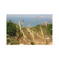 Wildgrass | Swards with Types and Names