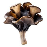 Wood Ear | Mushrooms with Names and Types