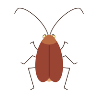 Wood roach | Crawling Insects Names