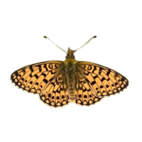 Woodland | Butterflies with Names and Types