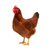Wyandotte | Chickens with Names and Types