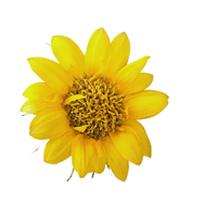 Wyethia